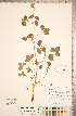  (Trifolium reflexum - CCDB-20331-B05)  @11 [ ] Copyright (2015) Deb Metsger Royal Ontario Museum