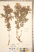  ( - CCDB-20331-B06)  @11 [ ] Copyright (2015) Deb Metsger Royal Ontario Museum