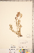 ( - CCDB-20331-B08)  @11 [ ] Copyright (2015) Deb Metsger Royal Ontario Museum
