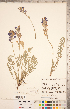  ( - CCDB-20331-H09)  @11 [ ] Copyright (2015) Deb Metsger Royal Ontario Museum