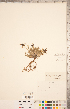  (Oxytropis arctica - CCDB-20331-F09)  @11 [ ] Copyright (2015) Deb Metsger Royal Ontario Museum