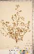  ( - CCDB-20331-G10)  @11 [ ] Copyright (2015) Deb Metsger Royal Ontario Museum
