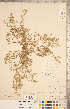  ( - CCDB-20331-F10)  @11 [ ] Copyright (2015) Deb Metsger Royal Ontario Museum