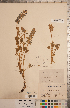  ( - CCDB-20331-C10)  @11 [ ] Copyright (2015) Deb Metsger Royal Ontario Museum