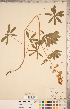  ( - CCDB-20331-H11)  @11 [ ] Copyright (2015) Deb Metsger Royal Ontario Museum