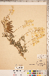  ( - CCDB-20331-F11)  @11 [ ] Copyright (2015) Deb Metsger Royal Ontario Museum