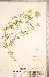  ( - CCDB-20331-E11)  @11 [ ] Copyright (2015) Deb Metsger Royal Ontario Museum