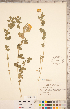  ( - CCDB-20331-D11)  @11 [ ] Copyright (2015) Deb Metsger Royal Ontario Museum