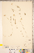  ( - CCDB-20331-C11)  @11 [ ] Copyright (2015) Deb Metsger Royal Ontario Museum