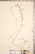  ( - CCDB-20331-B11)  @11 [ ] Copyright (2015) Deb Metsger Royal Ontario Museum