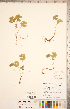  ( - CCDB-20332-C02)  @11 [ ] Copyright (2015) Deb Metsger Royal Ontario Museum