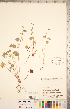 ( - CCDB-20332-E03)  @11 [ ] Copyright (2015) Deb Metsger Royal Ontario Museum