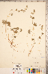  ( - CCDB-20332-G04)  @11 [ ] Copyright (2015) Deb Metsger Royal Ontario Museum