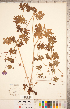  ( - CCDB-20332-E04)  @11 [ ] Copyright (2015) Deb Metsger Royal Ontario Museum