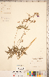  ( - CCDB-20332-D04)  @11 [ ] Copyright (2015) Deb Metsger Royal Ontario Museum