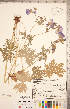  ( - CCDB-20332-C04)  @11 [ ] Copyright (2015) Deb Metsger Royal Ontario Museum