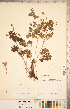  ( - CCDB-20332-B04)  @11 [ ] Copyright (2015) Deb Metsger Royal Ontario Museum