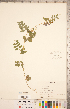  ( - CCDB-20332-H05)  @11 [ ] Copyright (2015) Deb Metsger Royal Ontario Museum