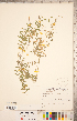  (Vicia caroliniana - CCDB-20332-E05)  @11 [ ] Copyright (2015) Deb Metsger Royal Ontario Museum