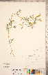  ( - CCDB-20332-D05)  @11 [ ] Copyright (2015) Deb Metsger Royal Ontario Museum