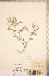  ( - CCDB-20332-C05)  @11 [ ] Copyright (2015) Deb Metsger Royal Ontario Museum