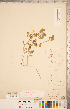  (Trigonella balansae - CCDB-20332-A05)  @11 [ ] Copyright (2015) Deb Metsger Royal Ontario Museum