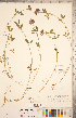  ( - CCDB-20332-F06)  @11 [ ] Copyright (2015) Deb Metsger Royal Ontario Museum