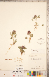  ( - CCDB-20332-E06)  @11 [ ] Copyright (2015) Deb Metsger Royal Ontario Museum