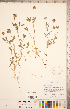  ( - CCDB-20332-D06)  @11 [ ] Copyright (2015) Deb Metsger Royal Ontario Museum
