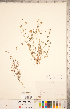  ( - CCDB-20332-C06)  @11 [ ] Copyright (2015) Deb Metsger Royal Ontario Museum