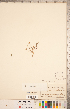  ( - CCDB-20332-B06)  @11 [ ] Copyright (2015) Deb Metsger Royal Ontario Museum