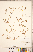  ( - CCDB-20332-A06)  @11 [ ] Copyright (2015) Deb Metsger Royal Ontario Museum