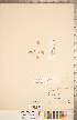  (Trifolium cyathiferum - CCDB-20332-G08)  @11 [ ] Copyright (2015) Deb Metsger Royal Ontario Museum