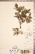  ( - CCDB-20332-E09)  @11 [ ] Copyright (2015) Deb Metsger Royal Ontario Museum