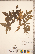  ( - CCDB-20332-B09)  @11 [ ] Copyright (2015) Deb Metsger Royal Ontario Museum