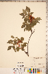  (Rhus aromatica - CCDB-20332-A09)  @11 [ ] Copyright (2015) Deb Metsger Royal Ontario Museum