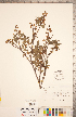  ( - CCDB-20332-G10)  @11 [ ] Copyright (2015) Deb Metsger Royal Ontario Museum