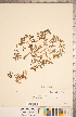  ( - CCDB-20332-D11)  @11 [ ] Copyright (2015) Deb Metsger Royal Ontario Museum