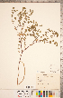  ( - CCDB-20332-B11)  @11 [ ] Copyright (2015) Deb Metsger Royal Ontario Museum