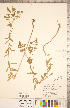  ( - CCDB-20332-A11)  @11 [ ] Copyright (2015) Deb Metsger Royal Ontario Museum