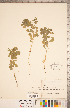  ( - CCDB-20332-G12)  @11 [ ] Copyright (2015) Deb Metsger Royal Ontario Museum