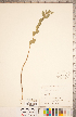  ( - CCDB-20332-C12)  @11 [ ] Copyright (2015) Deb Metsger Royal Ontario Museum