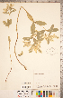  ( - CCDB-20332-B12)  @11 [ ] Copyright (2015) Deb Metsger Royal Ontario Museum