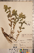  ( - CCDB-20333-G01)  @11 [ ] Copyright (2015) Deb Metsger Royal Ontario Museum