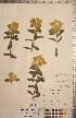  ( - CCDB-20333-F01)  @11 [ ] Copyright (2015) Deb Metsger Royal Ontario Museum
