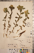  ( - CCDB-20333-E01)  @11 [ ] Copyright (2015) Deb Metsger Royal Ontario Museum