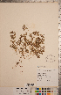  ( - CCDB-20333-A01)  @11 [ ] Copyright (2015) Deb Metsger Royal Ontario Museum