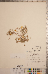  ( - CCDB-20333-H02)  @11 [ ] Copyright (2015) Deb Metsger Royal Ontario Museum