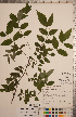  ( - CCDB-20333-B03)  @11 [ ] Copyright (2015) Deb Metsger Royal Ontario Museum