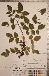  ( - CCDB-20333-A03)  @11 [ ] Copyright (2015) Deb Metsger Royal Ontario Museum